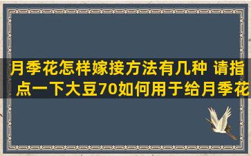 月季花怎样嫁接方法有几种 请指点一下大豆70如何用于给月季花追肥